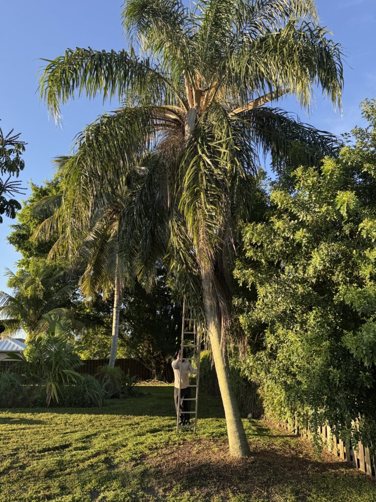 palm tree trimming services in St. Lucie and Martin counties Florida