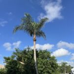 Palm Tree trimming