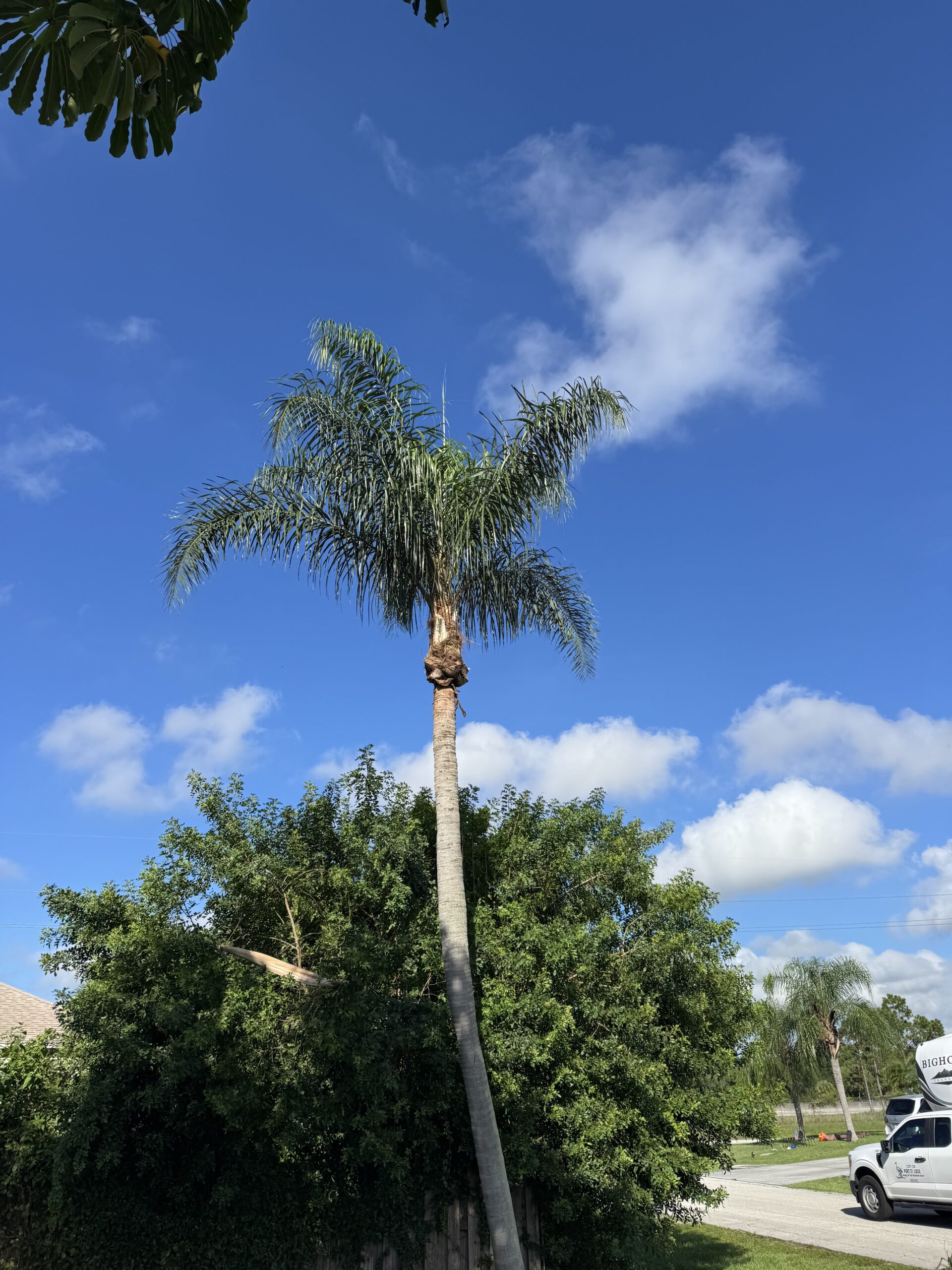 Tree Trimming Services in St. Lucie & Martin County, Florida