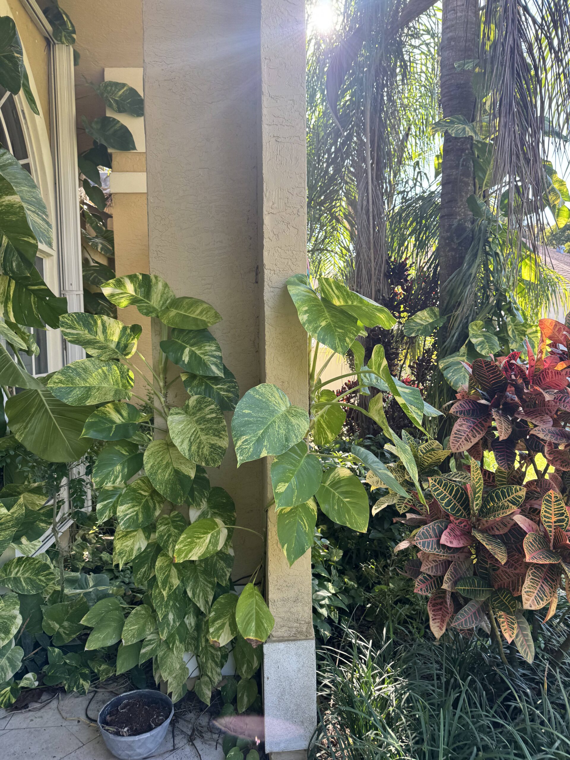 Plantation Landscaping in St. Lucie & Martin County, Florida
